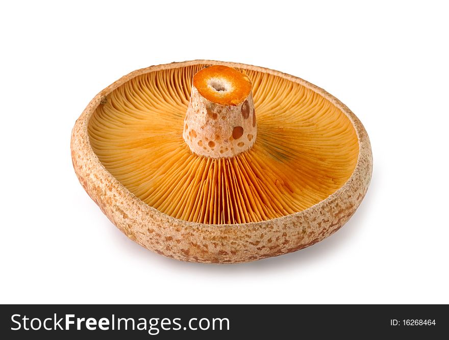 Edible mushrooms,  Lactarius deliciosus, isolated on white background