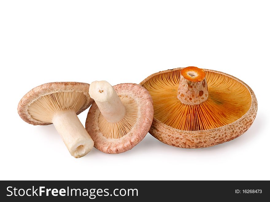 Edible mushrooms, Lactarius torminosus and Lactarius deliciosus, isolated on white background