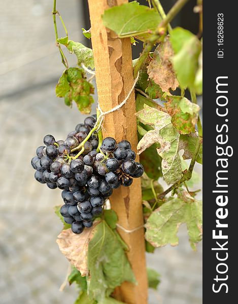 Grapes on wood stick with leaves