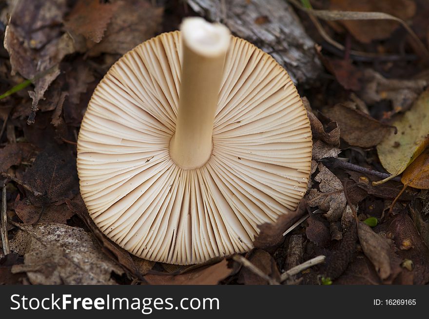 Upturned mushroom showing gill detail in english woods at autumn time. Upturned mushroom showing gill detail in english woods at autumn time