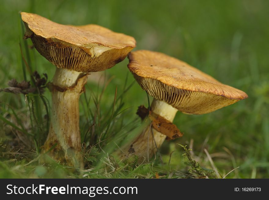 Pair Fungi Sprouting In Autumn