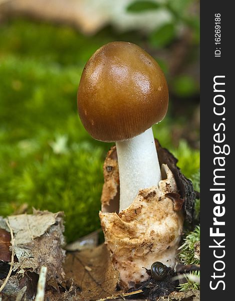 Tawny Mushroom In Wood