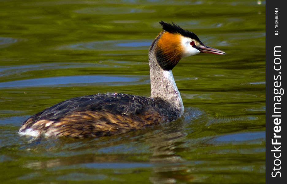 A grebe on the Norfolk Broads in summer