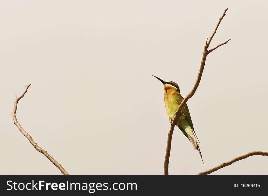 A Madagascar Bee-eater enjoys the first sunshine in the early morning at Tsavo national park, Kenya. A Madagascar Bee-eater enjoys the first sunshine in the early morning at Tsavo national park, Kenya.