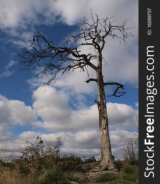 Tree drying in wind