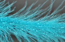 Blue Feathers With Drops Stock Image