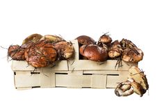 Basket With Edible Mushrooms - Suillus Stock Image Basket With Edible Mushrooms - Suillus Stock Image