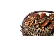Basket With Mushrooms Royalty Free Stock Photos Basket With Mushrooms Royalty Free Stock Photos