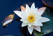Water Lily Royalty Free Stock Photos Water Lily Royalty Free Stock Photos