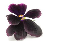 Pansy Violet Royalty Free Stock Photography