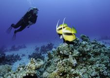 Scuba Diver Royalty Free Stock Photography Scuba Diver Royalty Free Stock Photography