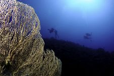 Gorgonian Sea Fan And Scuba Divers Royalty Free Stock Images Gorgonian Sea Fan And Scuba Divers Royalty Free Stock Images