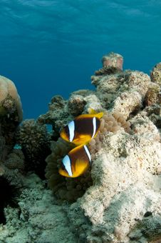 Anemone Fish Stock Images Anemone Fish Stock Images