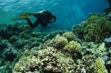 Scuba Diver Swims Over Reef Royalty Free Stock Photography Scuba Diver Swims Over Reef Royalty Free Stock Photography
