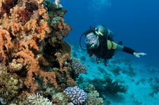 Male Scuba Diver Stock Photos Male Scuba Diver Stock Photos