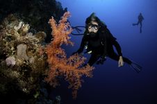 Red Coral And Diver Stock Images Red Coral And Diver Stock Images