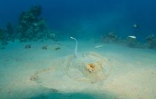 Blue Spotted Sting Ray Stock Images Blue Spotted Sting Ray Stock Images
