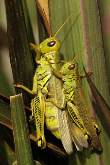 Differential Grasshoppers Stock Image Differential Grasshoppers Stock Image