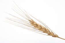 Wheat Ear Royalty Free Stock Photo Wheat Ear Royalty Free Stock Photo
