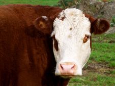 White Faced Cow Royalty Free Stock Photography White Faced Cow Royalty Free Stock Photography