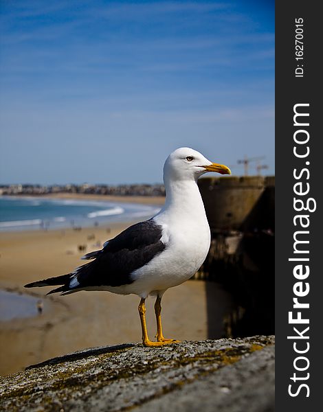 A Pacific seagull on a sea background