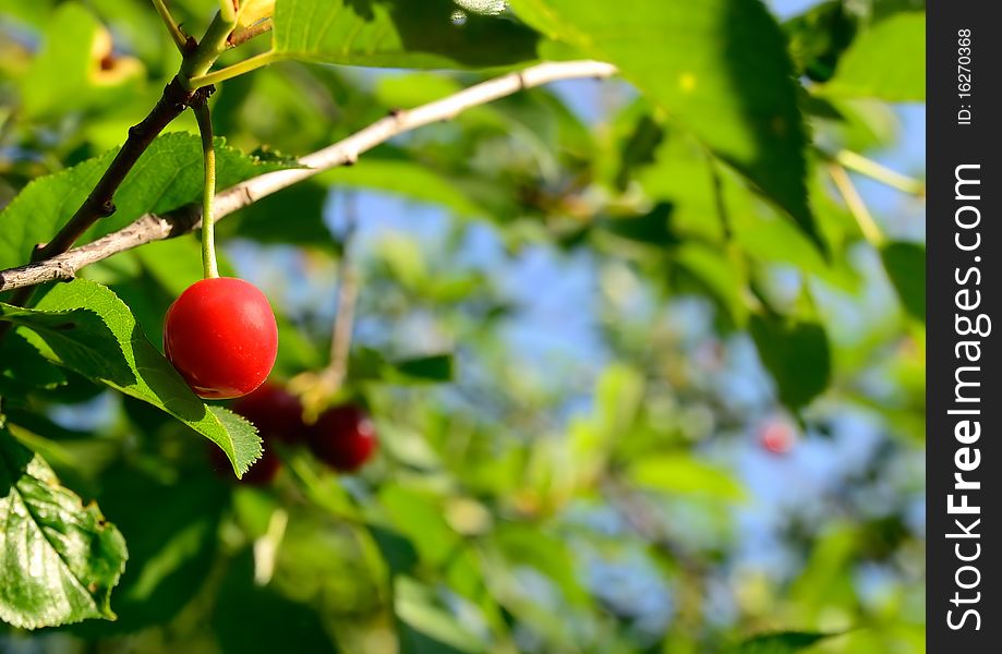 Fruit on the cherry tree