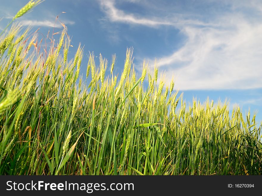 Wheaten field