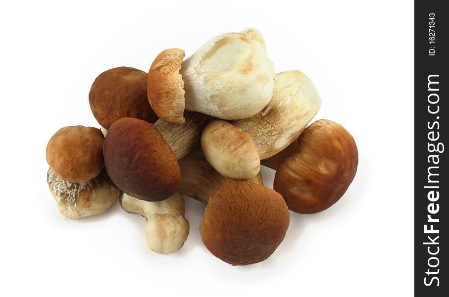 Fresh young boletus mushroom on a white background