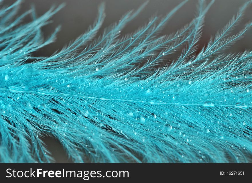 Blue feathers with drops