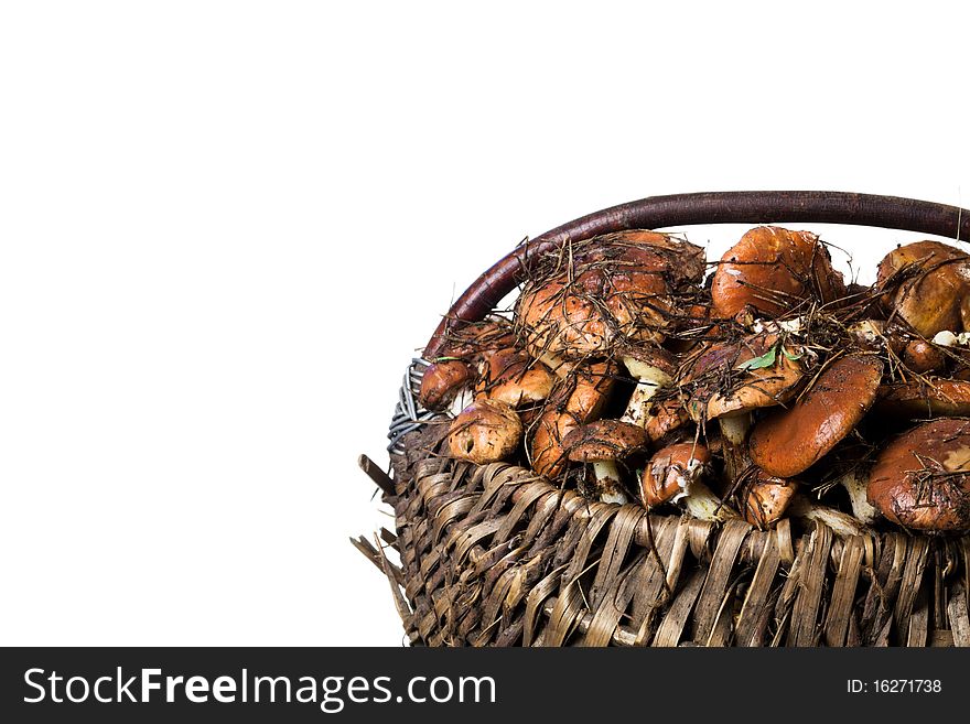 Basket with edible mushrooms isolated on white. Basket with edible mushrooms isolated on white