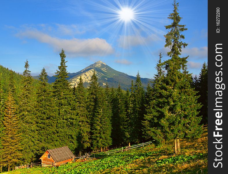 Beautiful summer moning in the Carpathian mountains