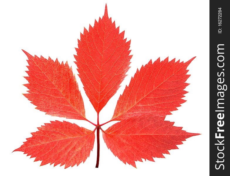 Red leaf isolated over a white background