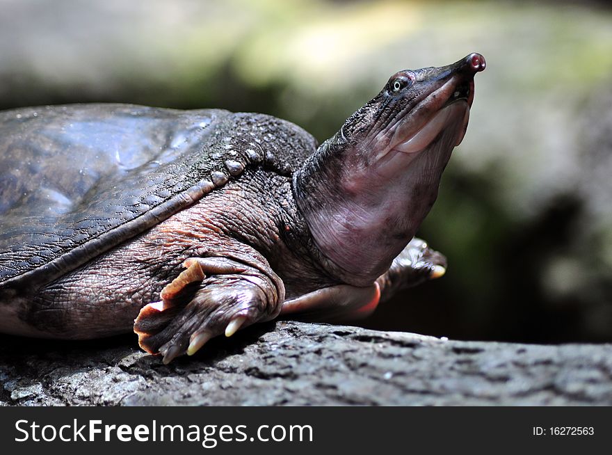 An unusual looking turtle