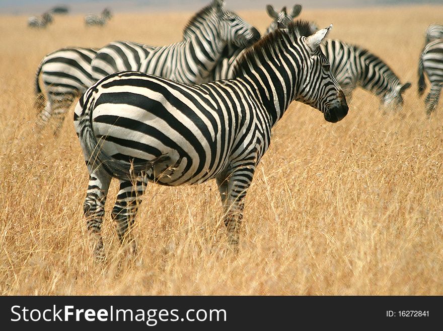 Zebras In Kenya S Maasai Mara
