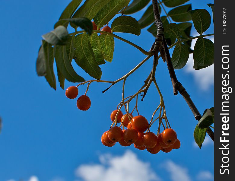 Orange berries against a bright summer sky. Orange berries against a bright summer sky.