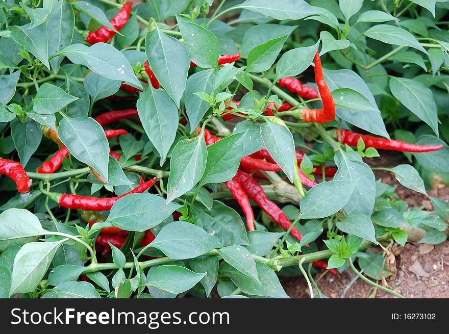 Green Leaves and Red Peppers