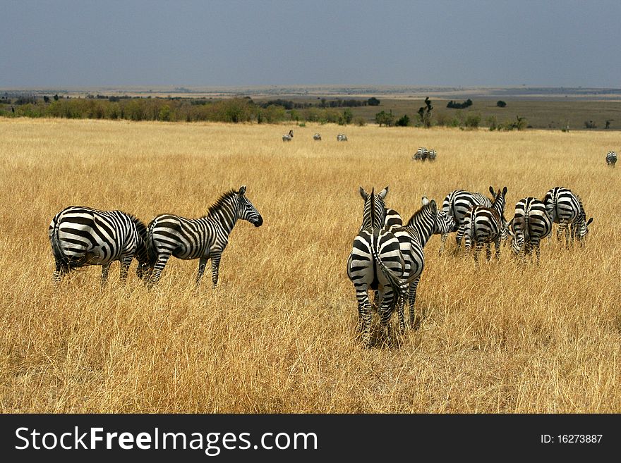 Zebras In Kenya S Maasai Mara
