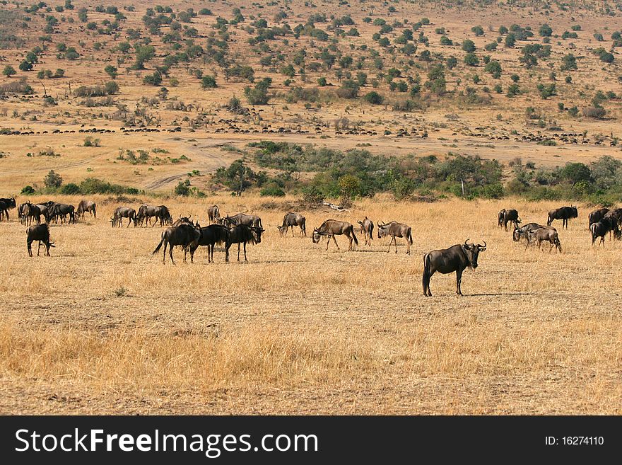 Kenya's Maasai Mara Animal Migration