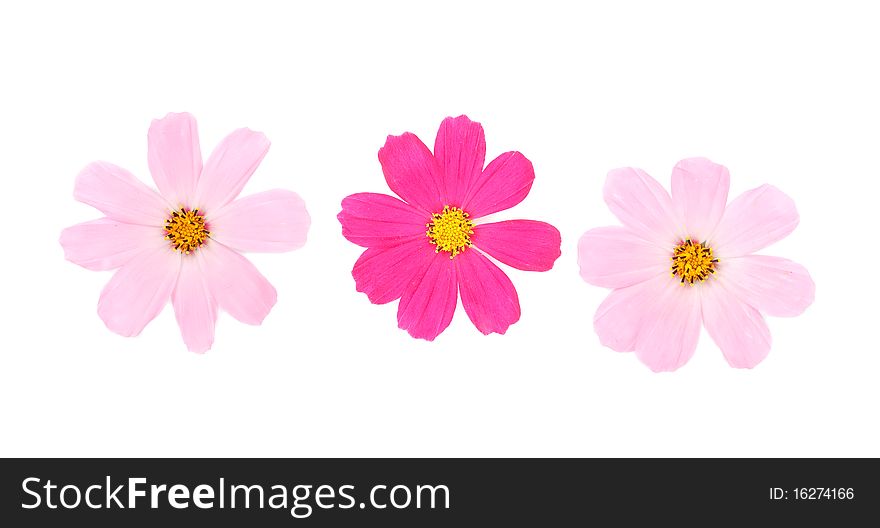 Daisies on a white background