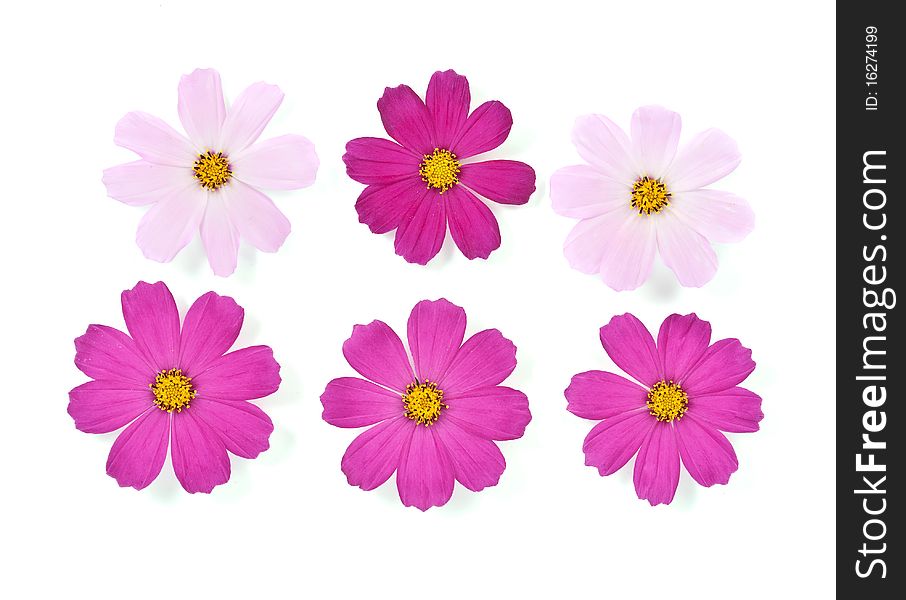 Daisies on a white background