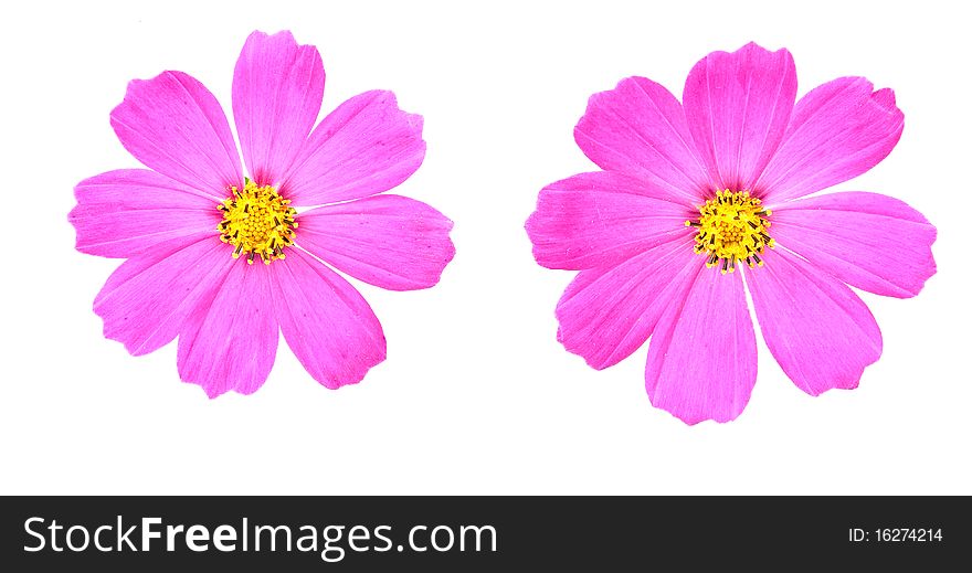 Daisies on a white background