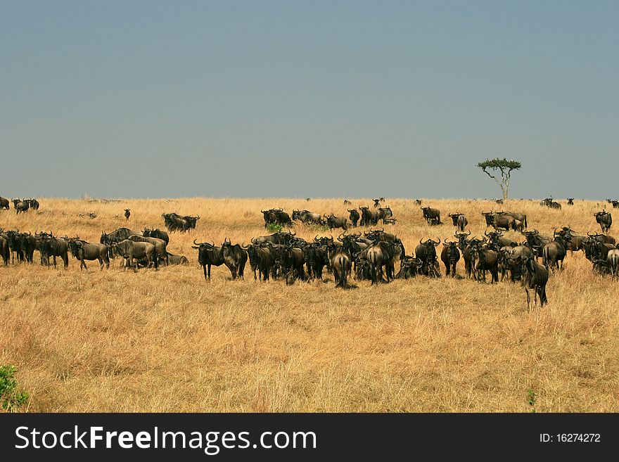 Kenya S Maasai Mara Animal Migration