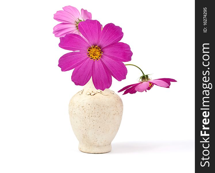 Daisy in a vase on a white background