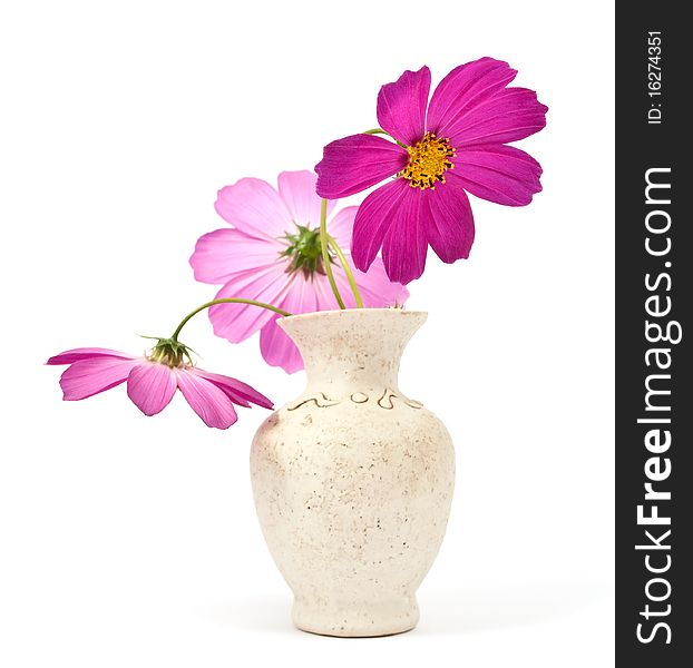 Daisy in a vase on a white background