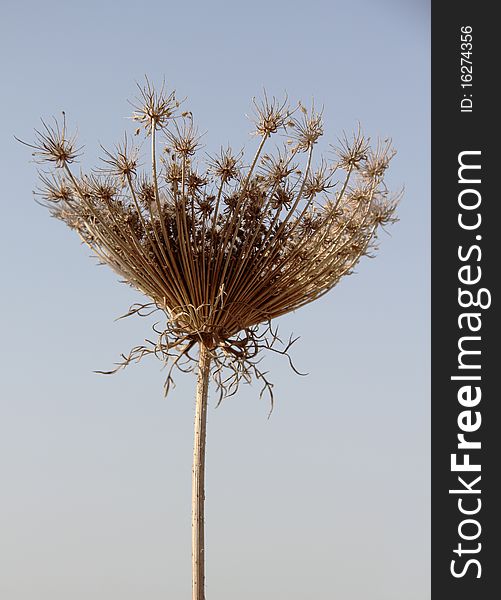 Gray faded flower on a background of autumn grass