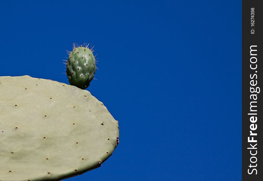 Opuntia ficus-indica in blue background. Opuntia ficus-indica in blue background