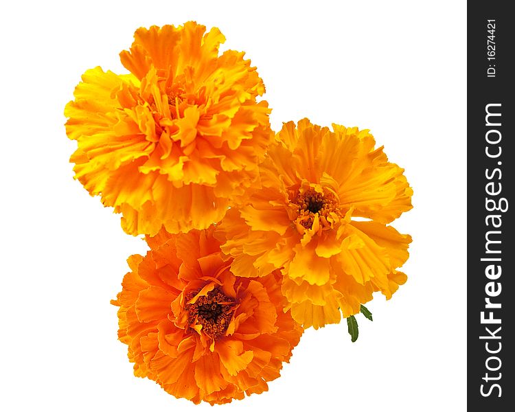 Marigold flower on a white background