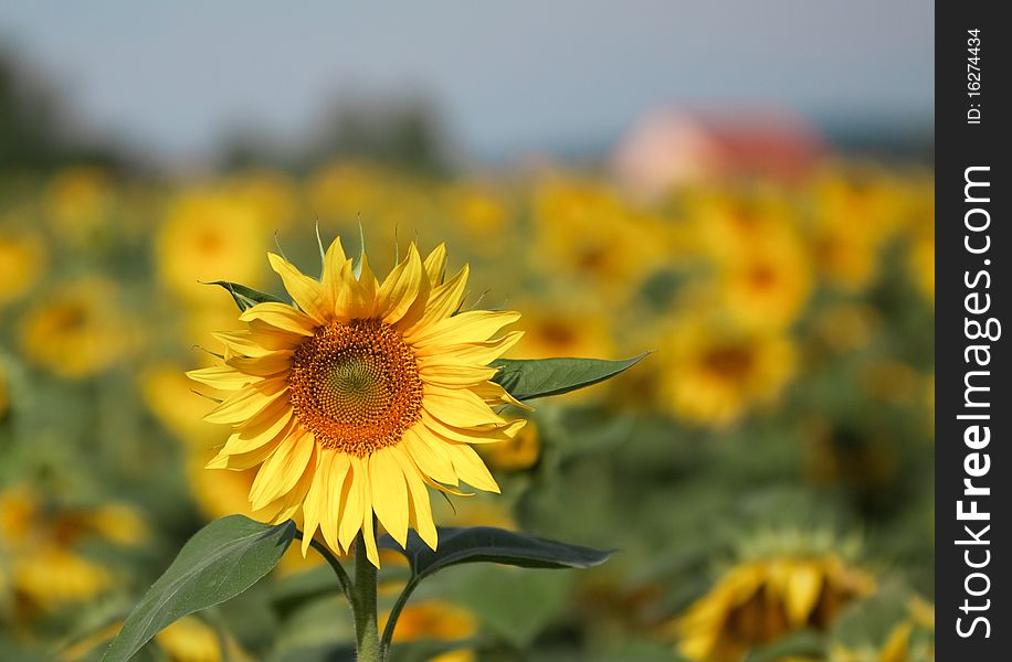 Sunflower Field