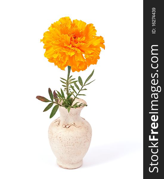 Marigold flower on a white background