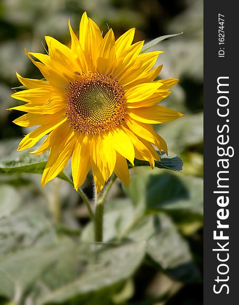 One sunflower bloom in the garden